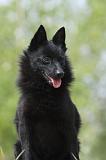 SCHIPPERKE 526